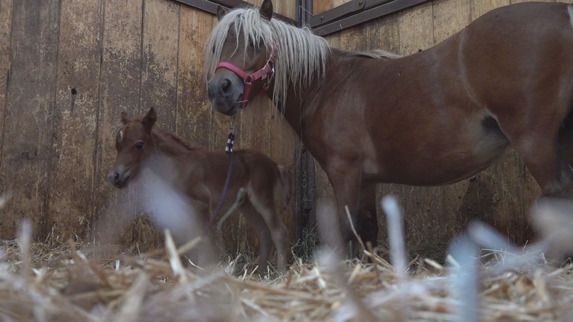 York Co. horse rescue saves mini horses despite big financial struggles