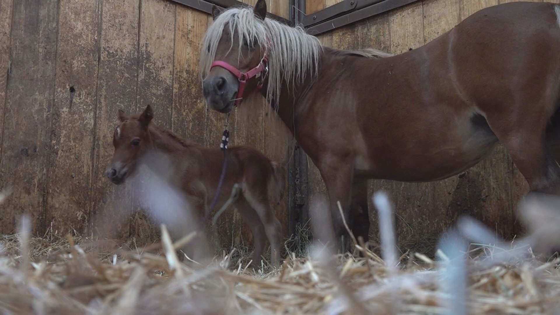 The nonprofit took in two stallions and three mares from a kill pen.