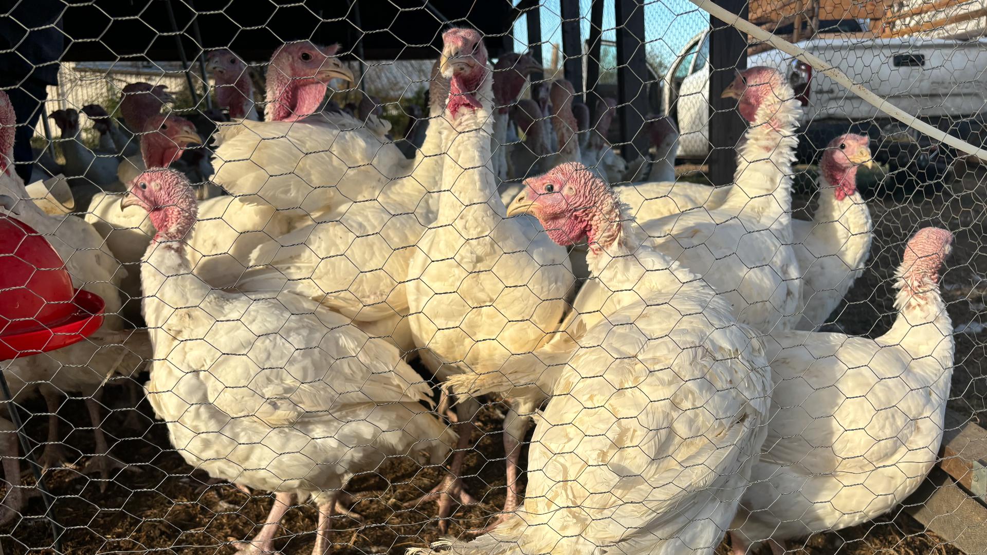 Over 46 million turkeys are expected to be consumed on Thanksgiving day.