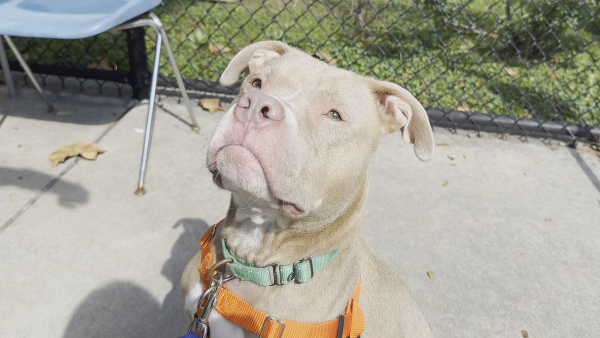 Biscuit is a sweet and friendly dog who would be a great fit for a family adopting for the first time!
