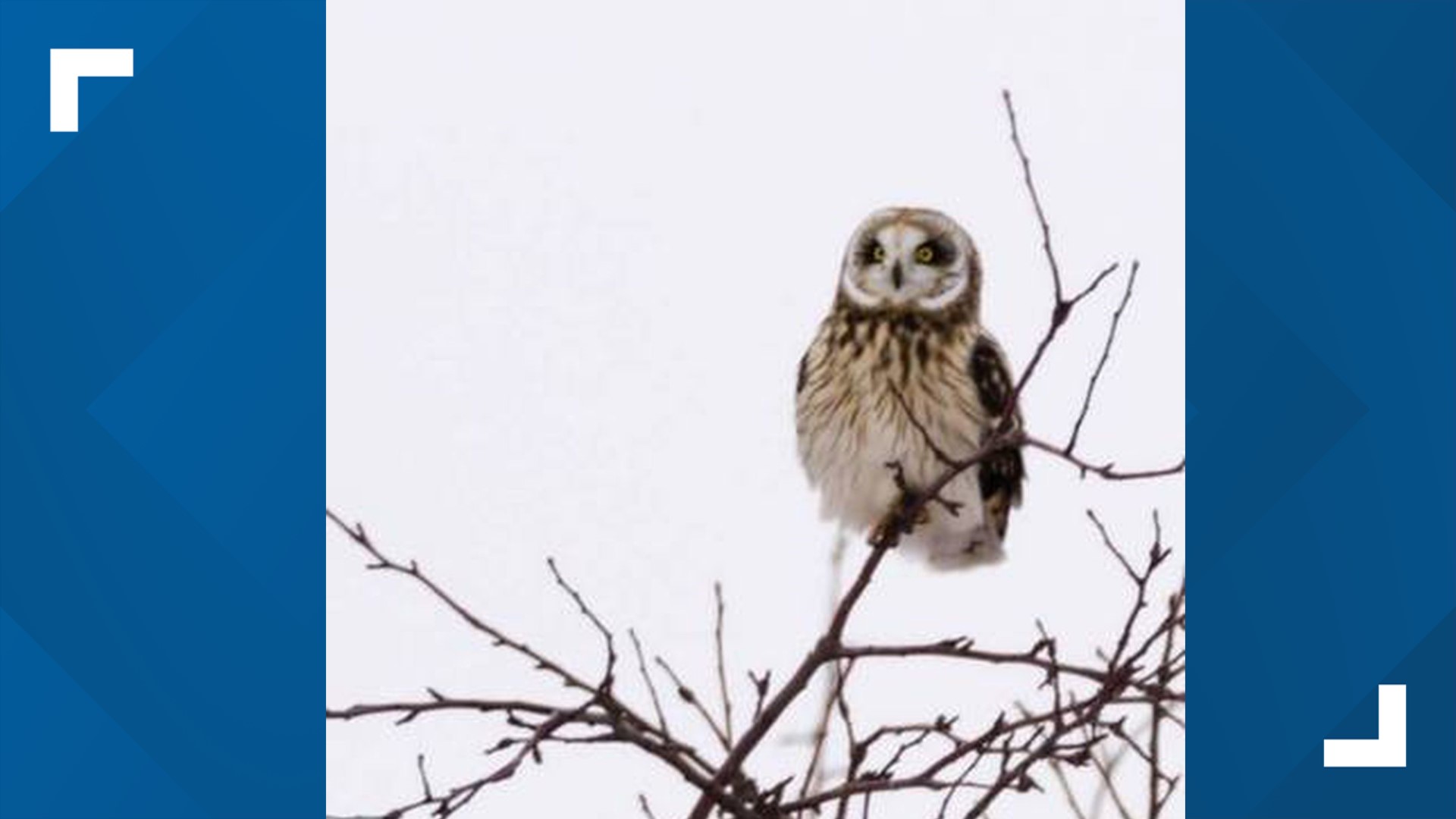 Eric Maloney says short-eared owls reside on a tract of land that is for sale and could be converted into single-family homes.