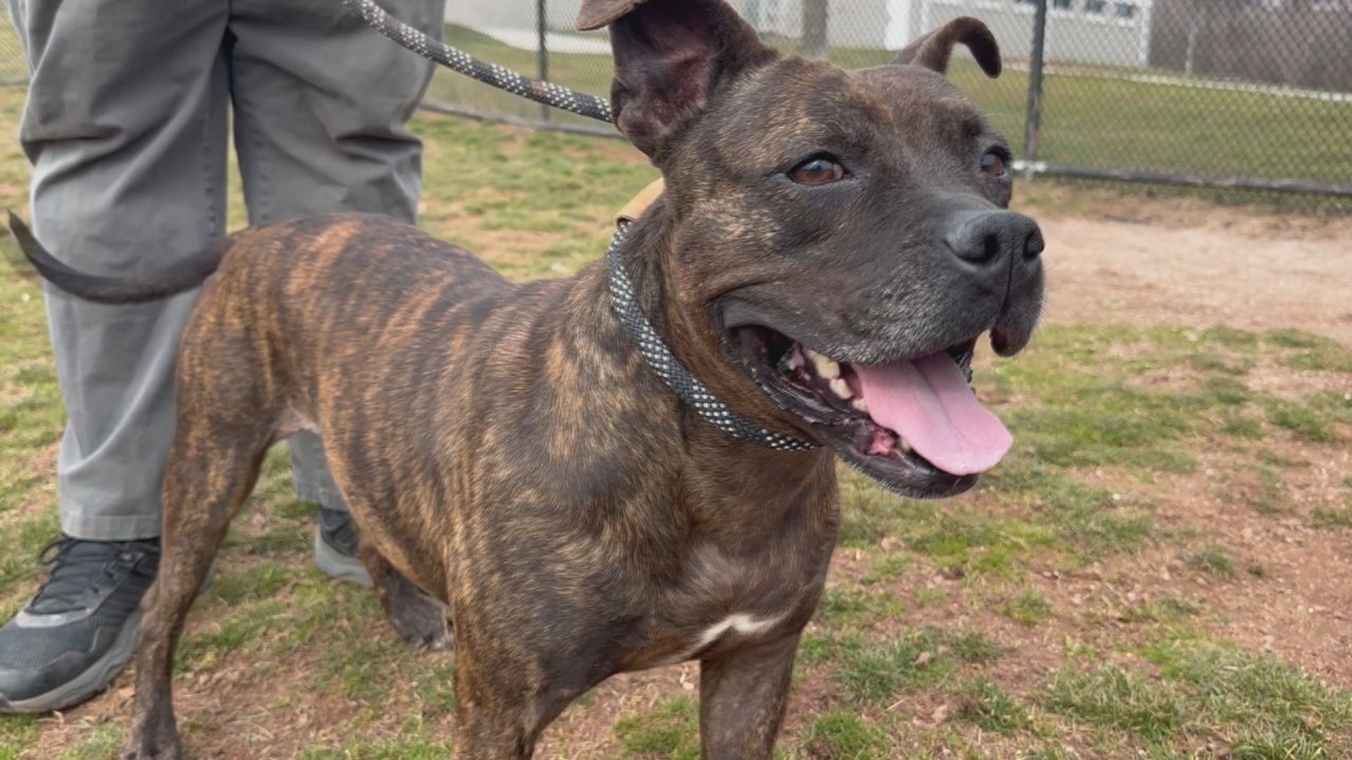 Skip the flowers and chocolate this Valentine's Day, Roxi is looking for milk bones, belly rubs, and a forever family.