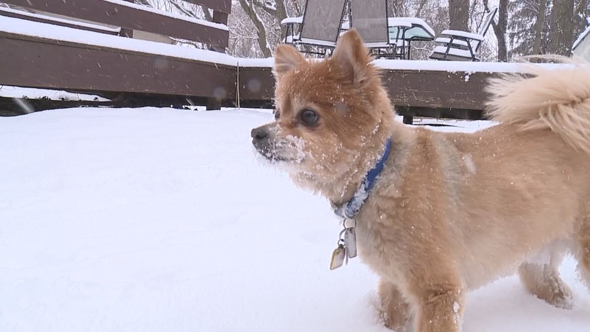 Vets say it's important to limit your time outdoors during cold weather to keep your pets safe and warm.