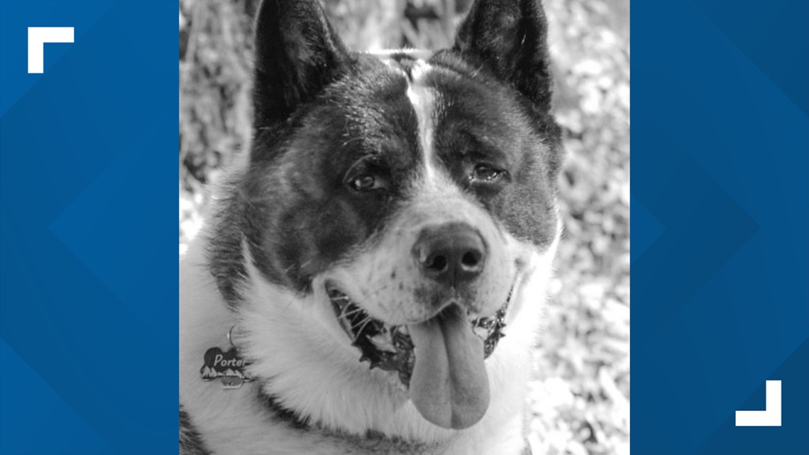 York County homeowner fatally shoots neighbor's dog | fox43.com