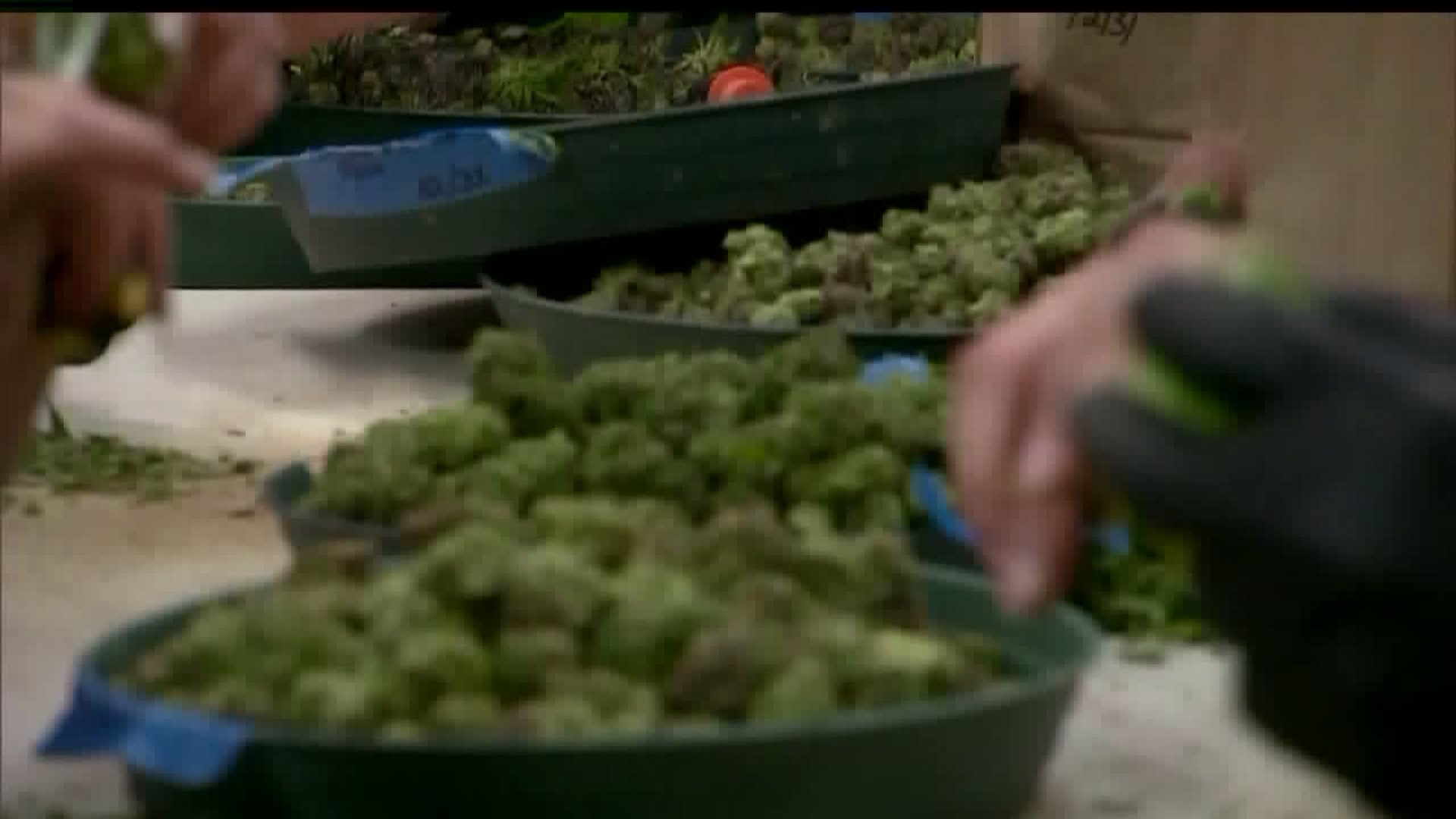 Bill proposes legalizing adult-use recreational marijuana