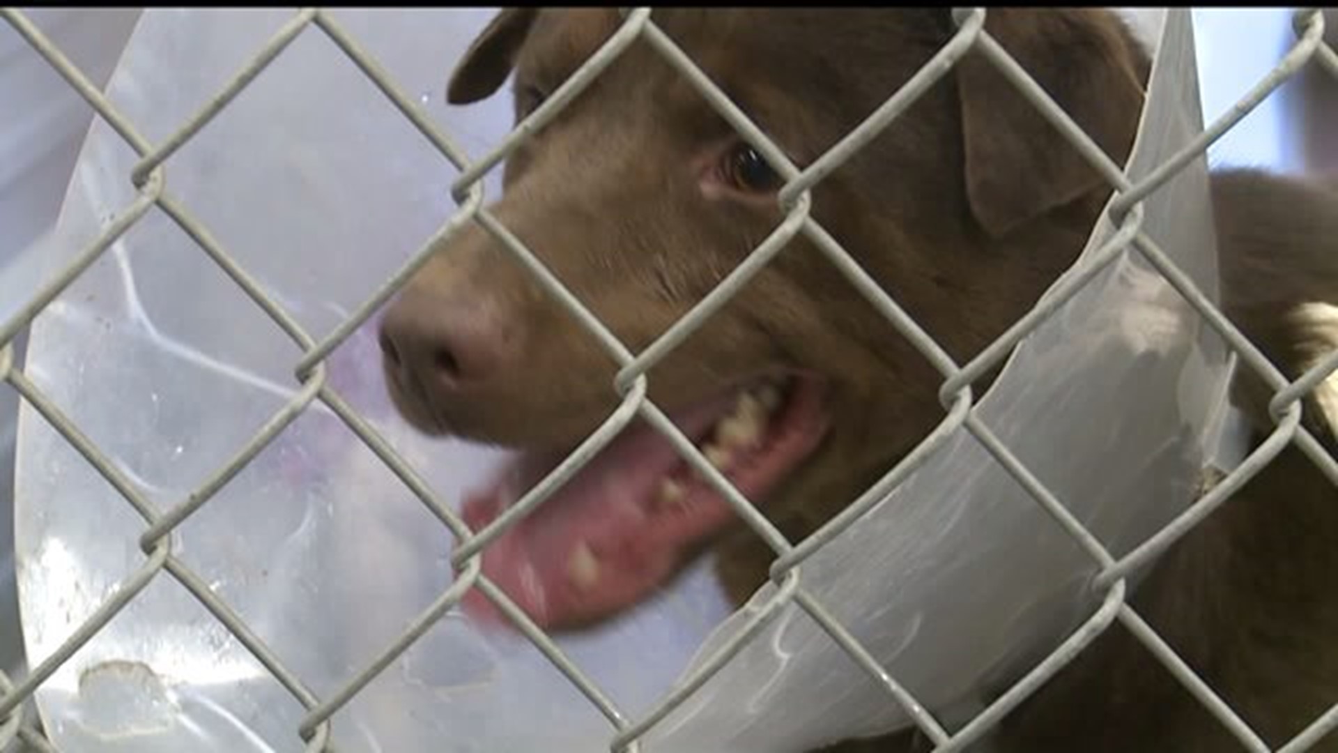 Lancaster SPCA helping dogs rescued from dog meat farm