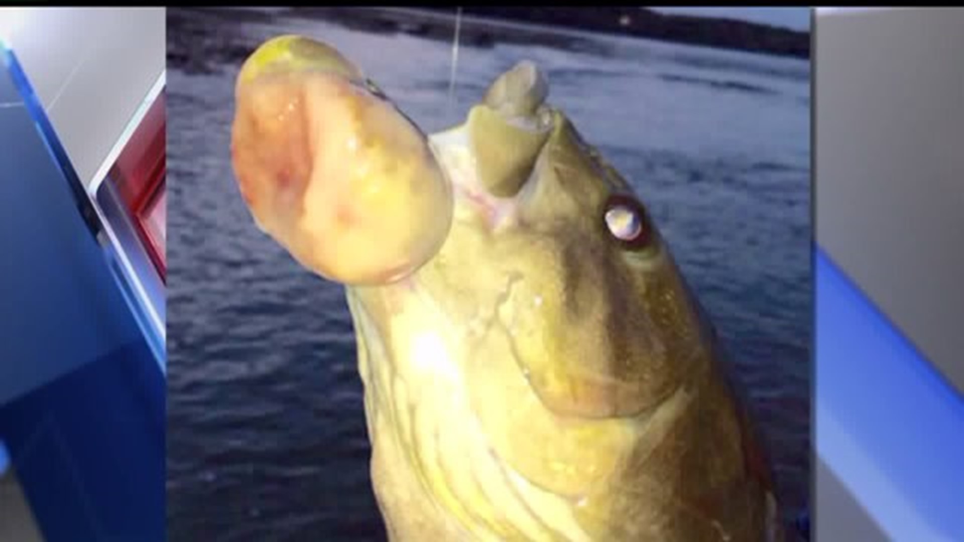 Daughter's eyes covered after fisherman sees what newly caught catfish  swallowed