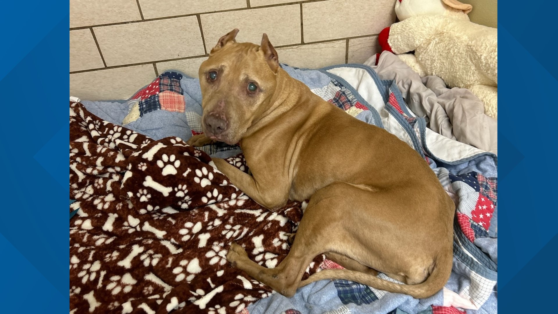 Despite making remarkable progress, Buddy still has medical needs, including upcoming medical appointments which will be completely covered by the HSLC.