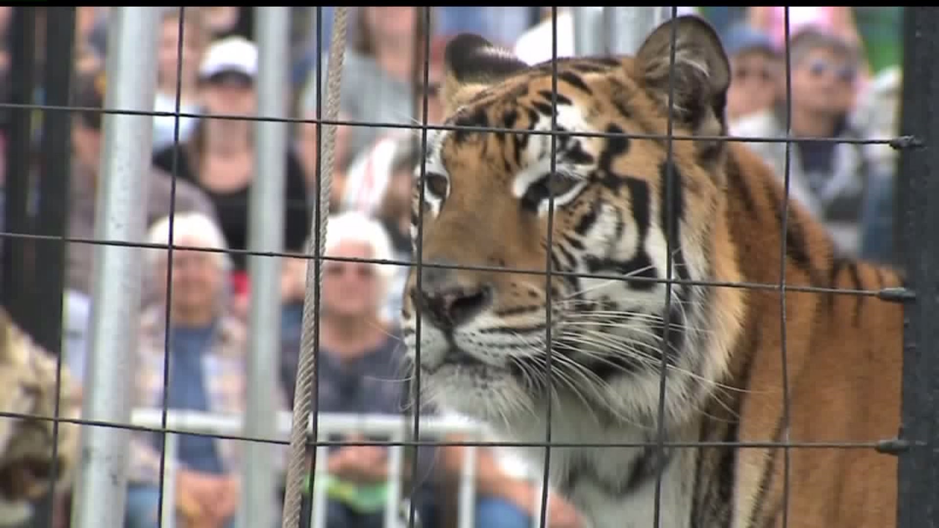 Bengal Tigers bring stunning acts to the York Fair