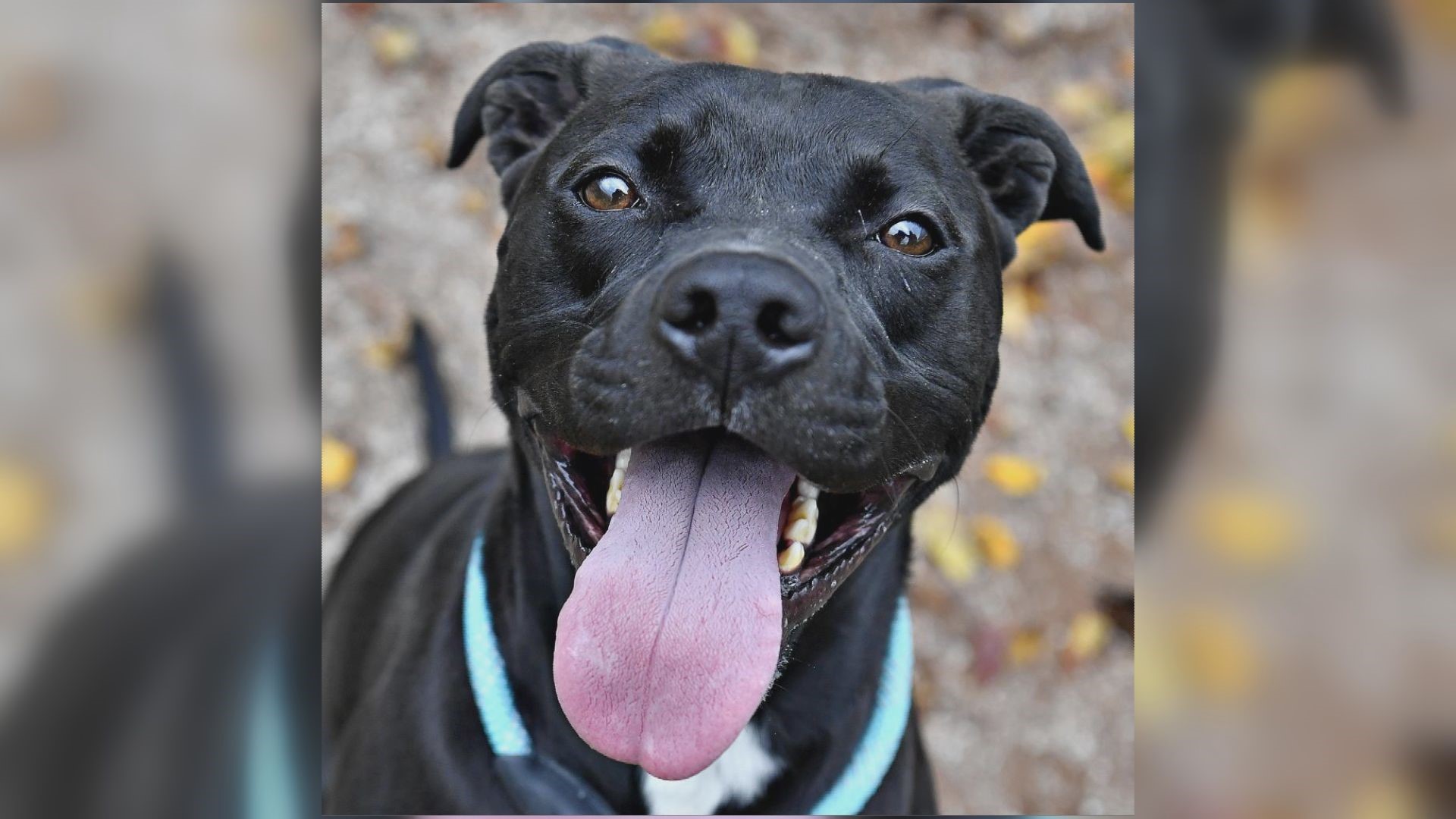 Monstro is a goofy and playful pup who came to Pennsylvania hoping to find his forever family.