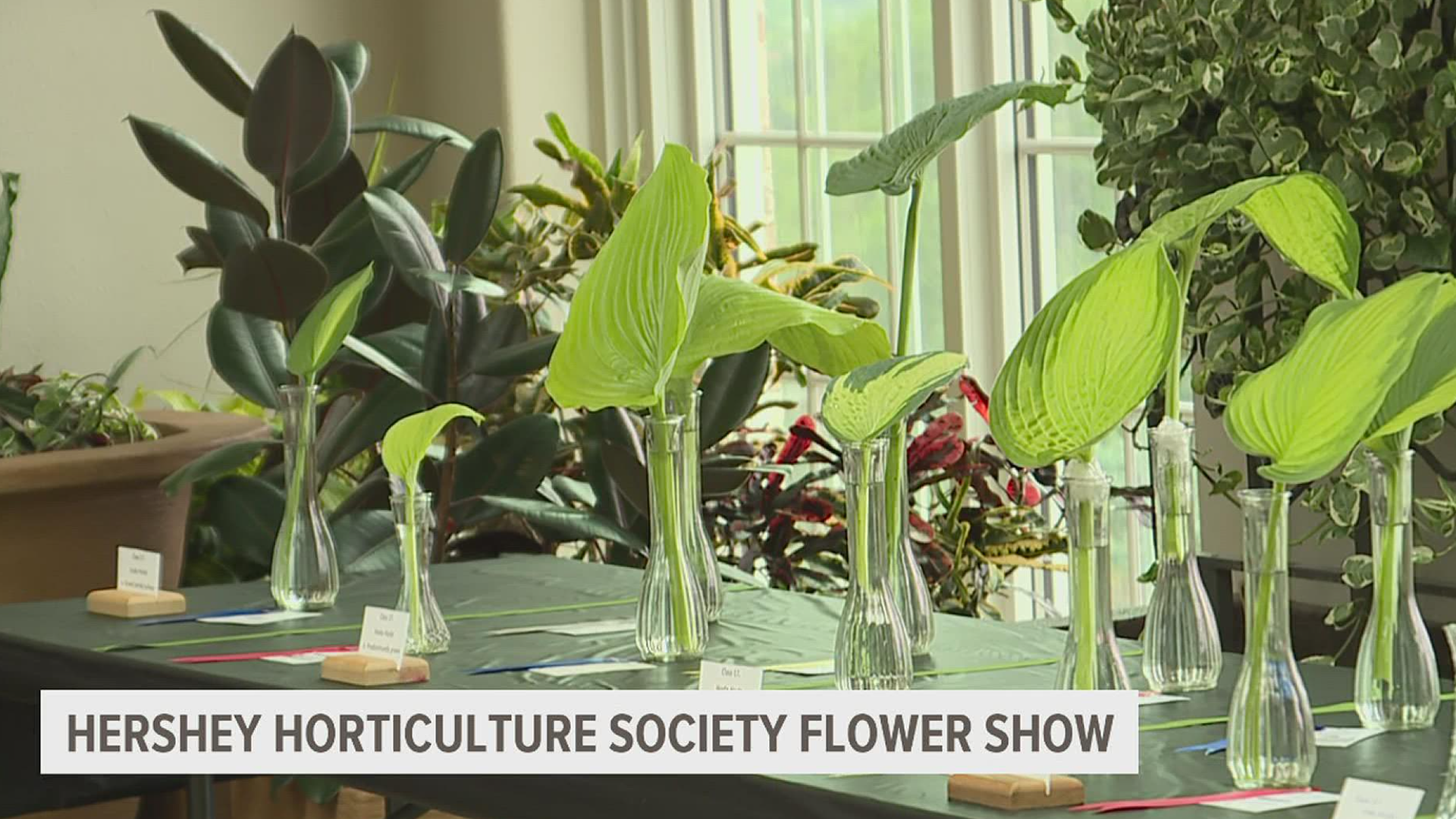 The flower show was judged by the National Garden Club.