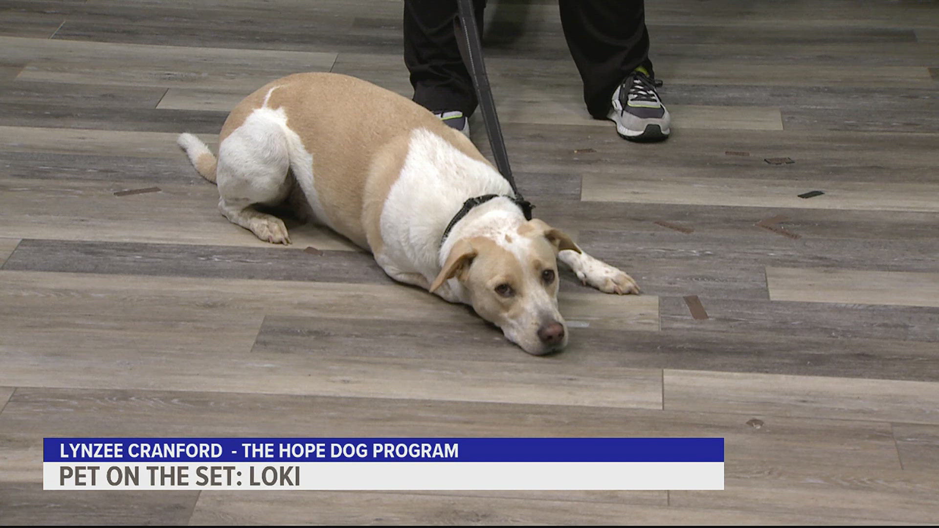 Loki is available for adoption from Animal Rescue Inc. and has been working on his training with the HOPE program.
