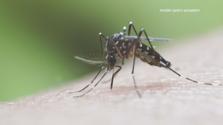 Second mosquito found positive for West Nile virus in Cumberland County