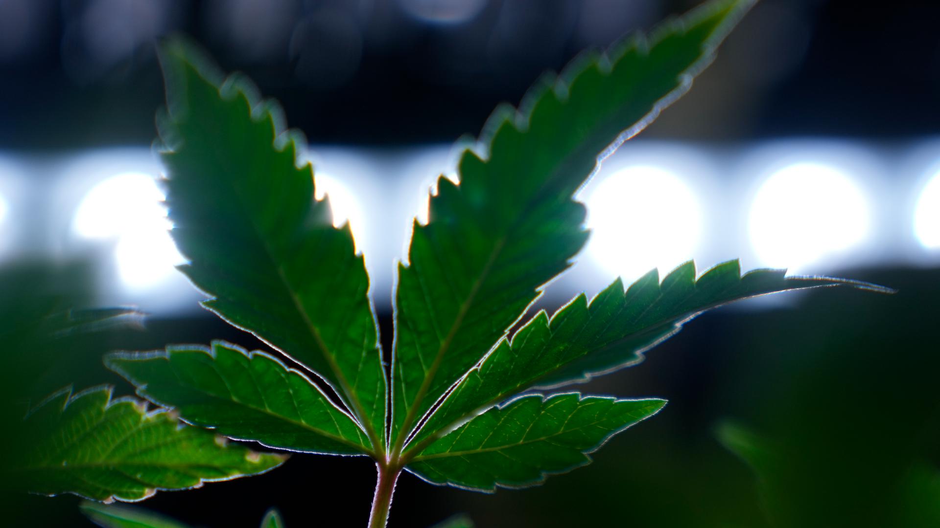The U.S. Drug Enforcement Agency plans to reclassify marijuana as a less dangerous drug