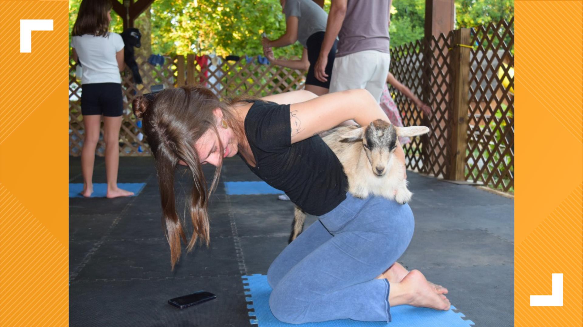 The Amish Farm and House continues to host "goat yoga" classes until the end of August. Attendees can take a yoga class while interacting with baby goats.