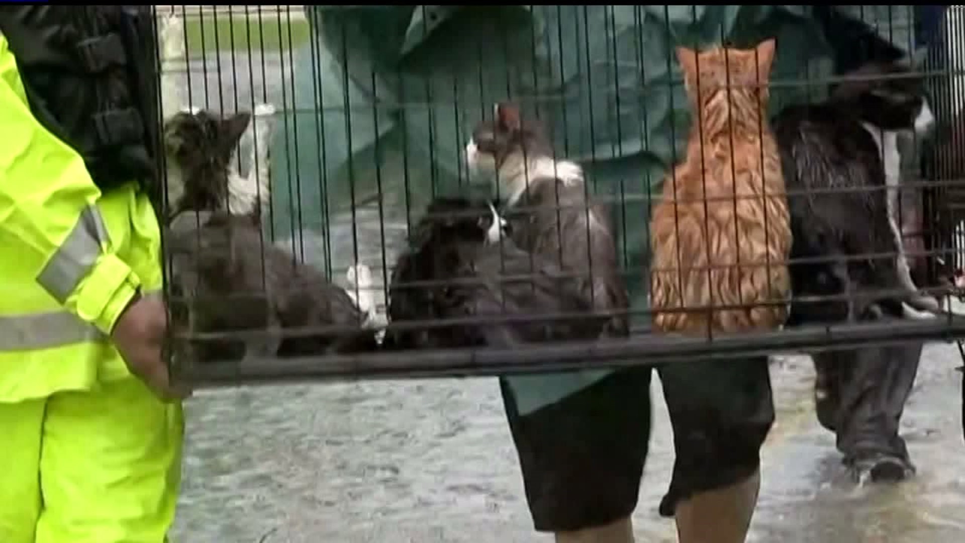What happens to the animals rescued from floods caused by Hurricane Harvey