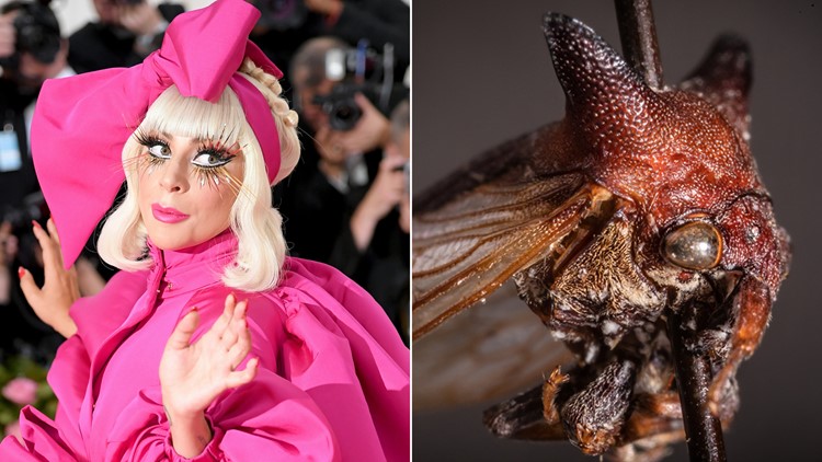 Little Monster Meet Kaikaia Gaga The Insect Named For