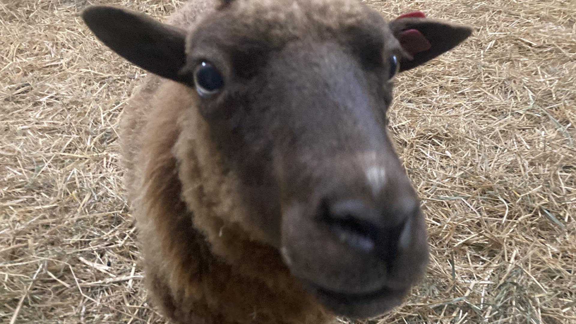 The Elizabethtown Community Fair in Lancaster County officially welcomes the public to their annual event that gives back to local organizations.