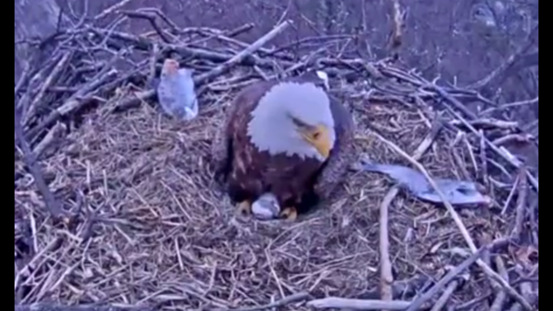 First egg is hatching for the Hanover bald eagles | fox43.com