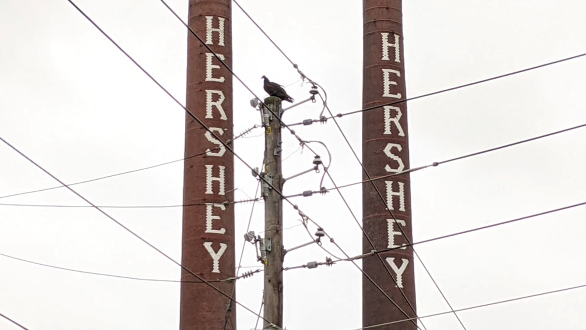 Hundreds of black vultures have descended on Hershey. Residents want them gone.