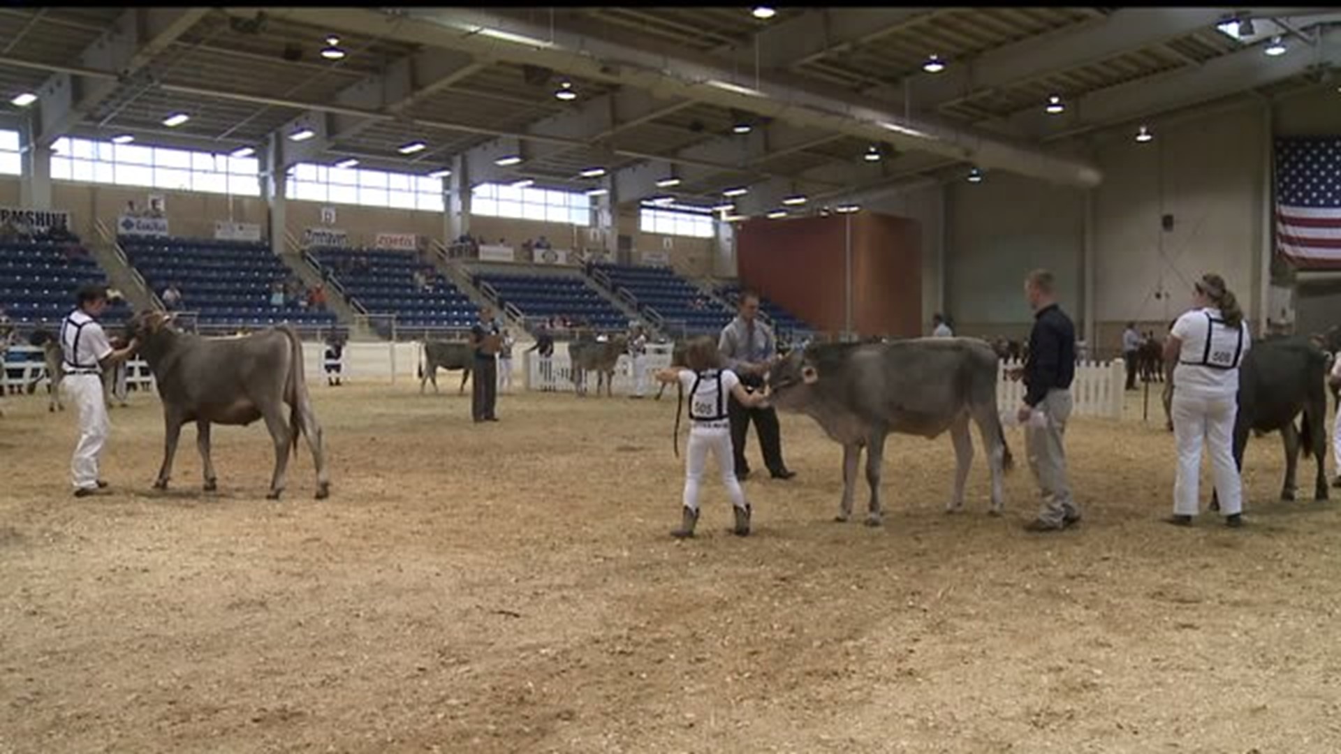 All American Dairy Show brings thousands of cows to Harrisburg