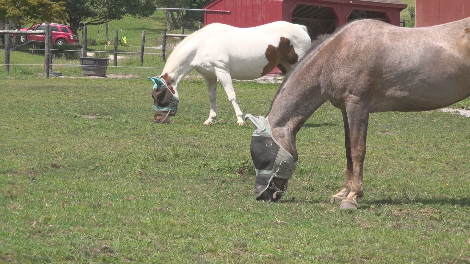 The rescue has saved more than 150 horses headed for the slaughter pipeline over the past seven years.