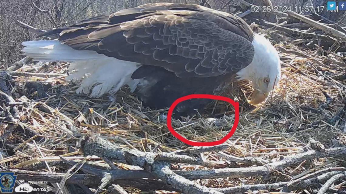Hanover Eagle Camera 2024 | fox43.com