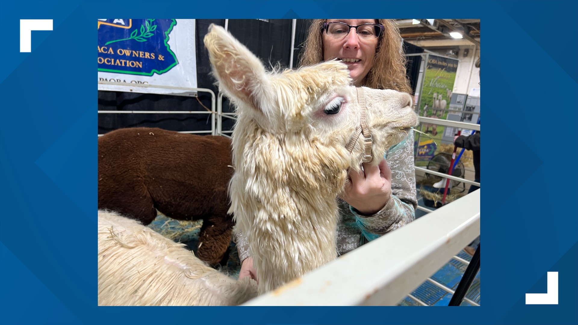 The Pennsylvania Alpaca Owners & Breeders Association partnered with a number of farms for the 2023 Pa. Farm Show. This year, Pine Bent Farms was at the Farm Show.