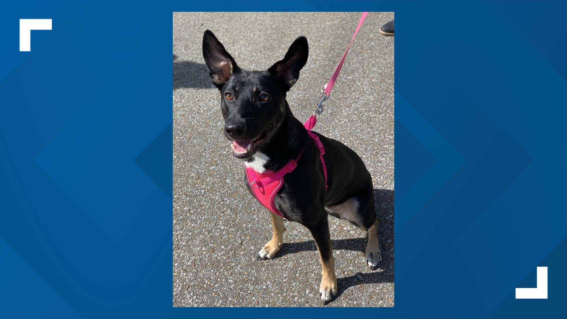 Bella is a "velcro" dog who loves snuggling, playing with her people, and car rides, according to Charlie's Crusaders Pet Rescue.