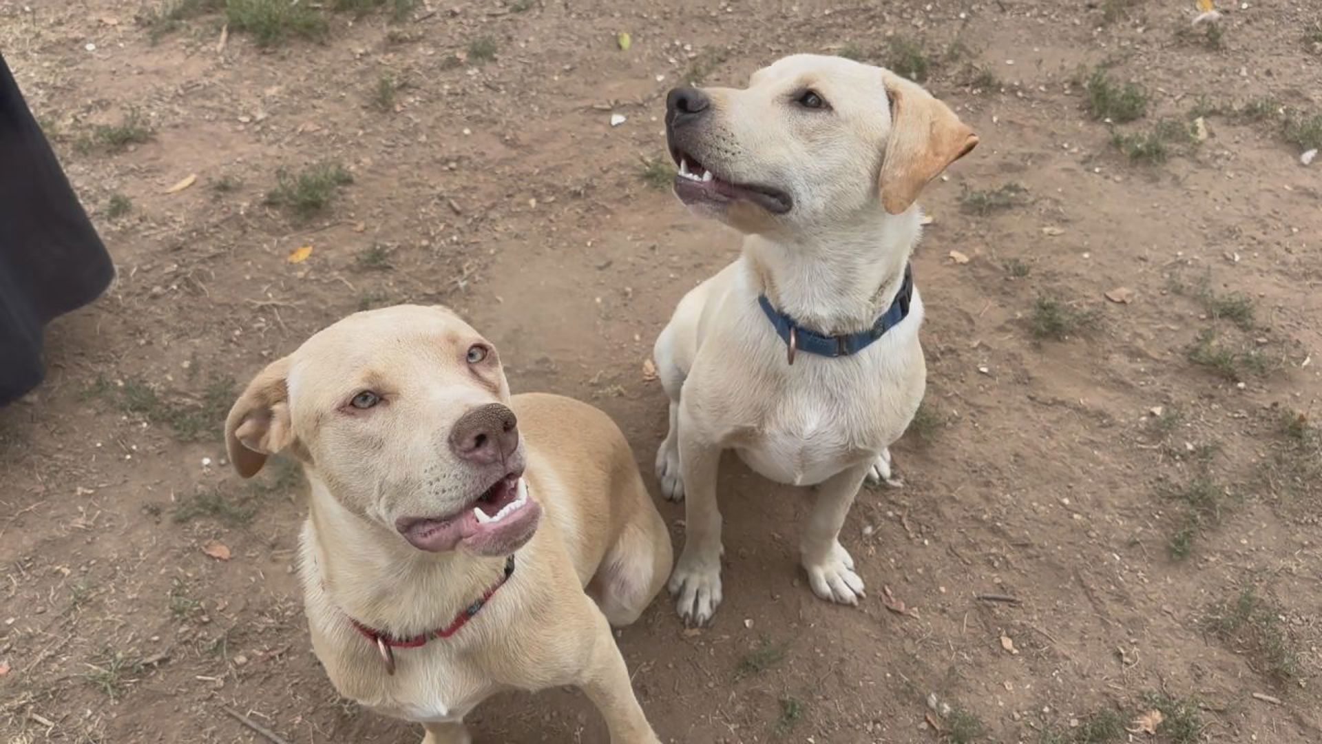 These two brothers have lots of energy and are looking for their forever families. They are available for adoption at Charlie's Crusaders Pet Rescue.