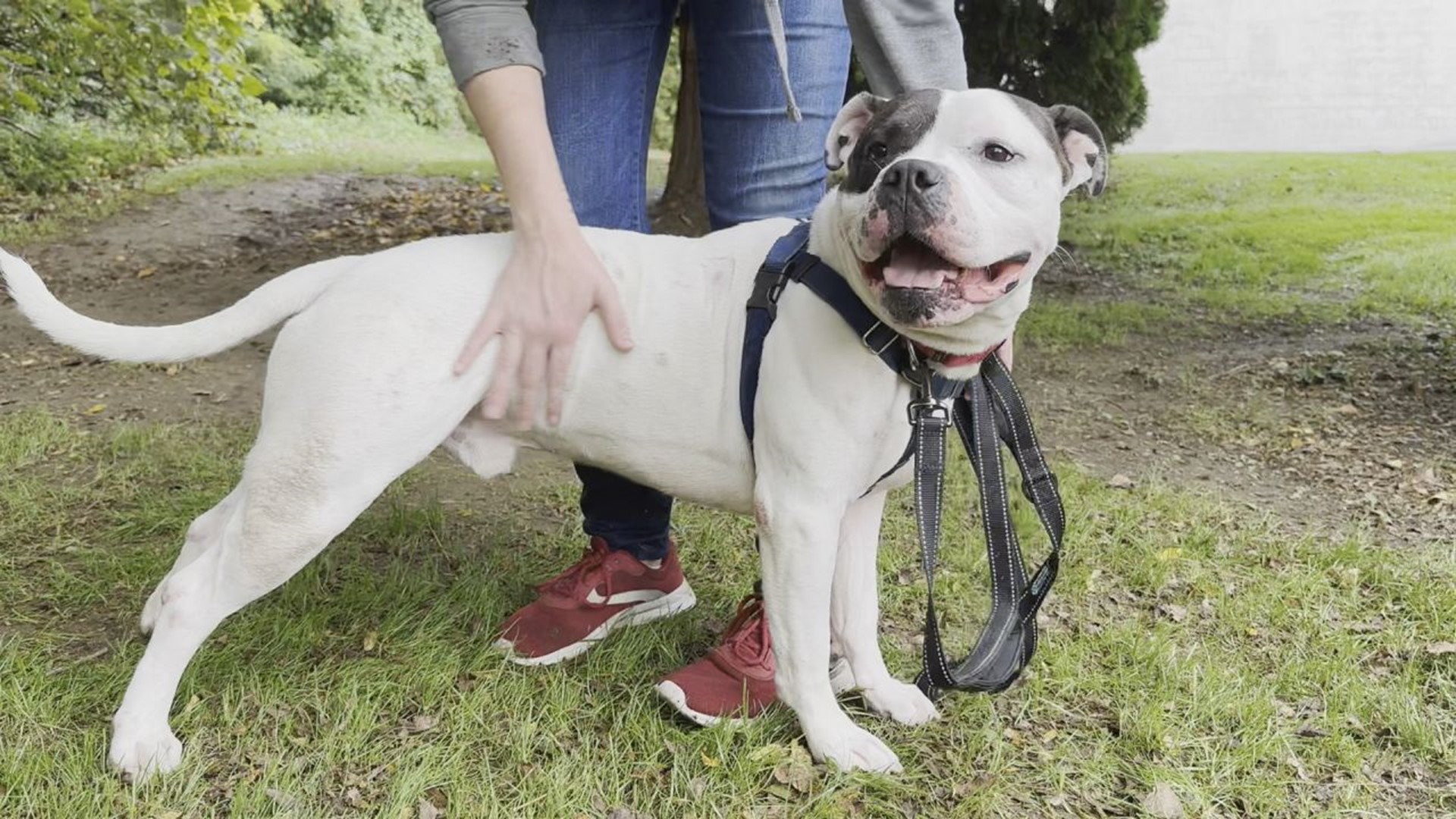 Denver is an energetic and affectionate 3-year-old pup at the PSPCA Lancaster Center.