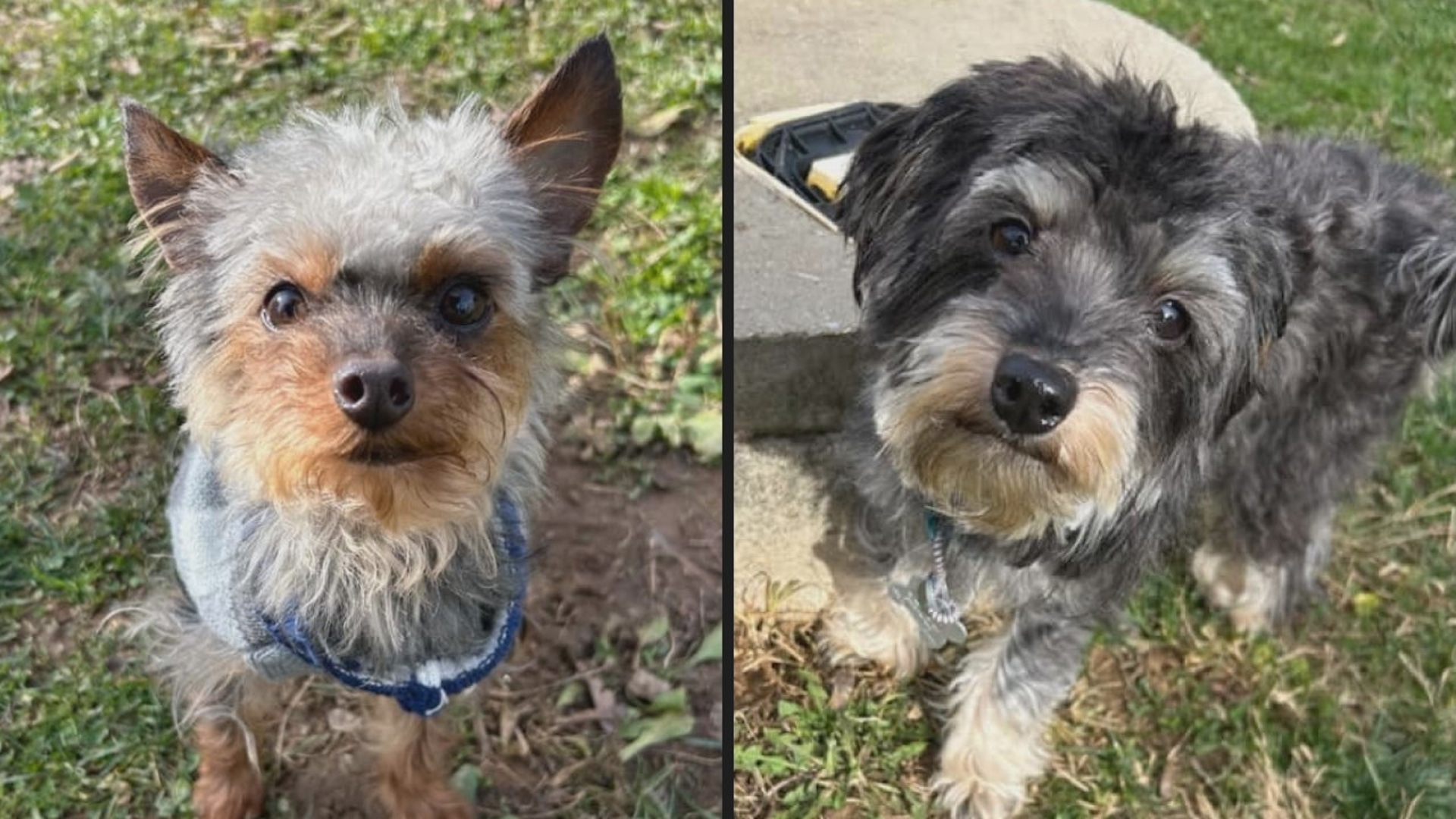 Bonded pair, 3-year-old Buddy and 1-year-old baby Jake are looking for their forever home.