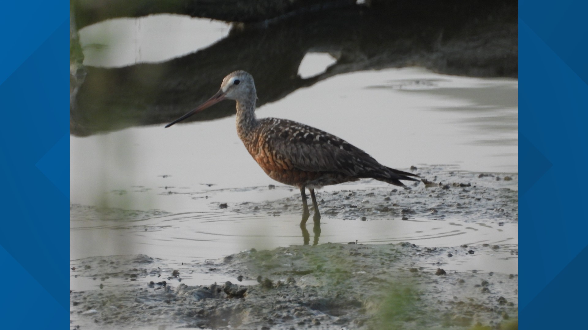 A Hudsonian godwit was spotted for the first time in 40 years at Middle Creek Wildlife Management Area just weeks after historic a limpkin sighting.