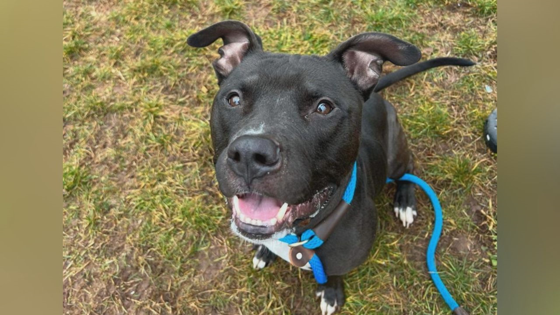 Once a stray, Ebenezer is now a lively and energetic dog looking for his forever family at the York County SPCA.