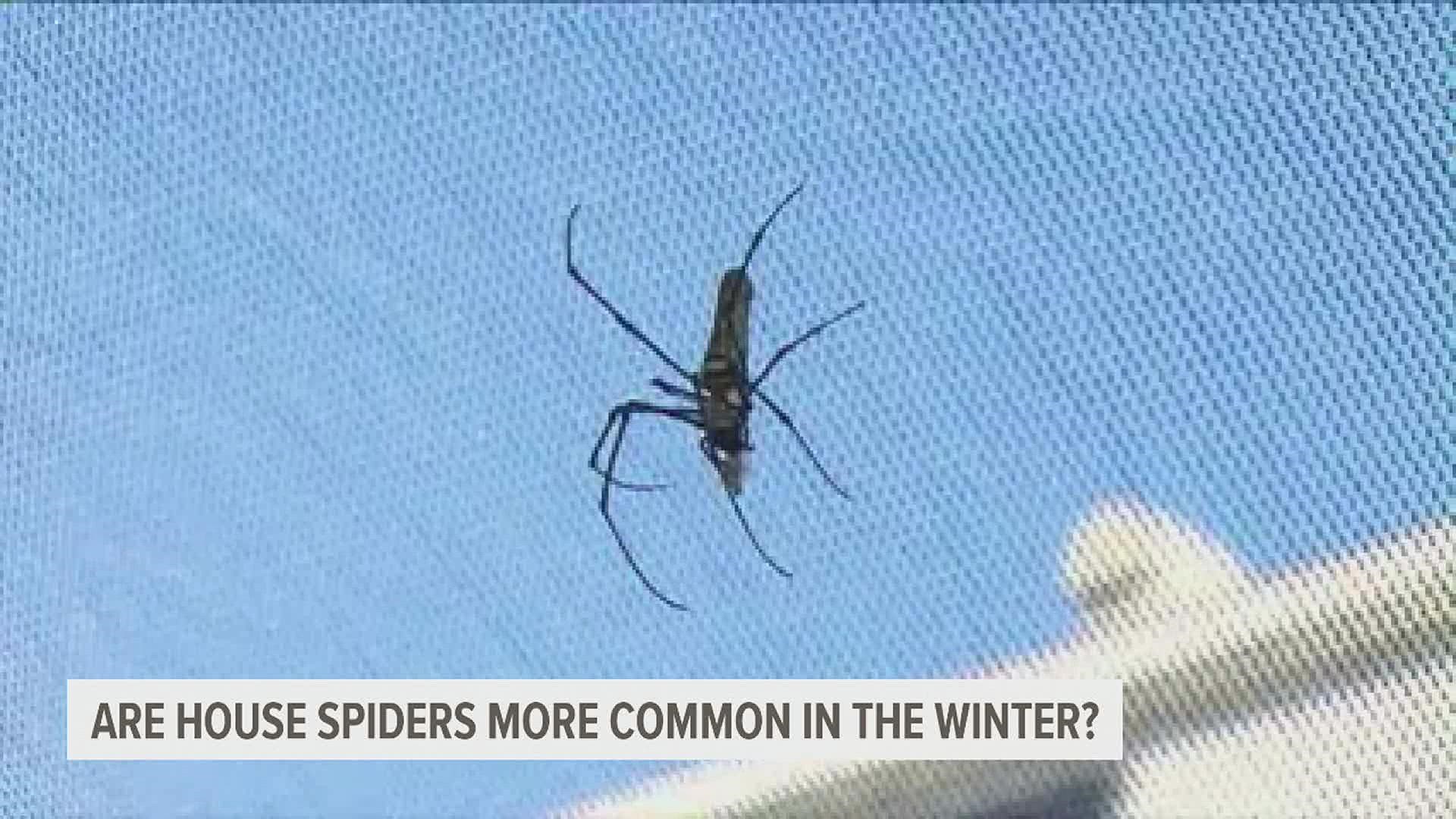 What happens to all those outdoor spiders as the deep freeze sets in?