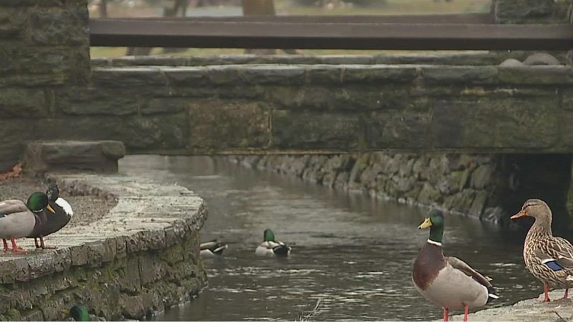 Pa. prepares to participate in global bird count | fox43.com