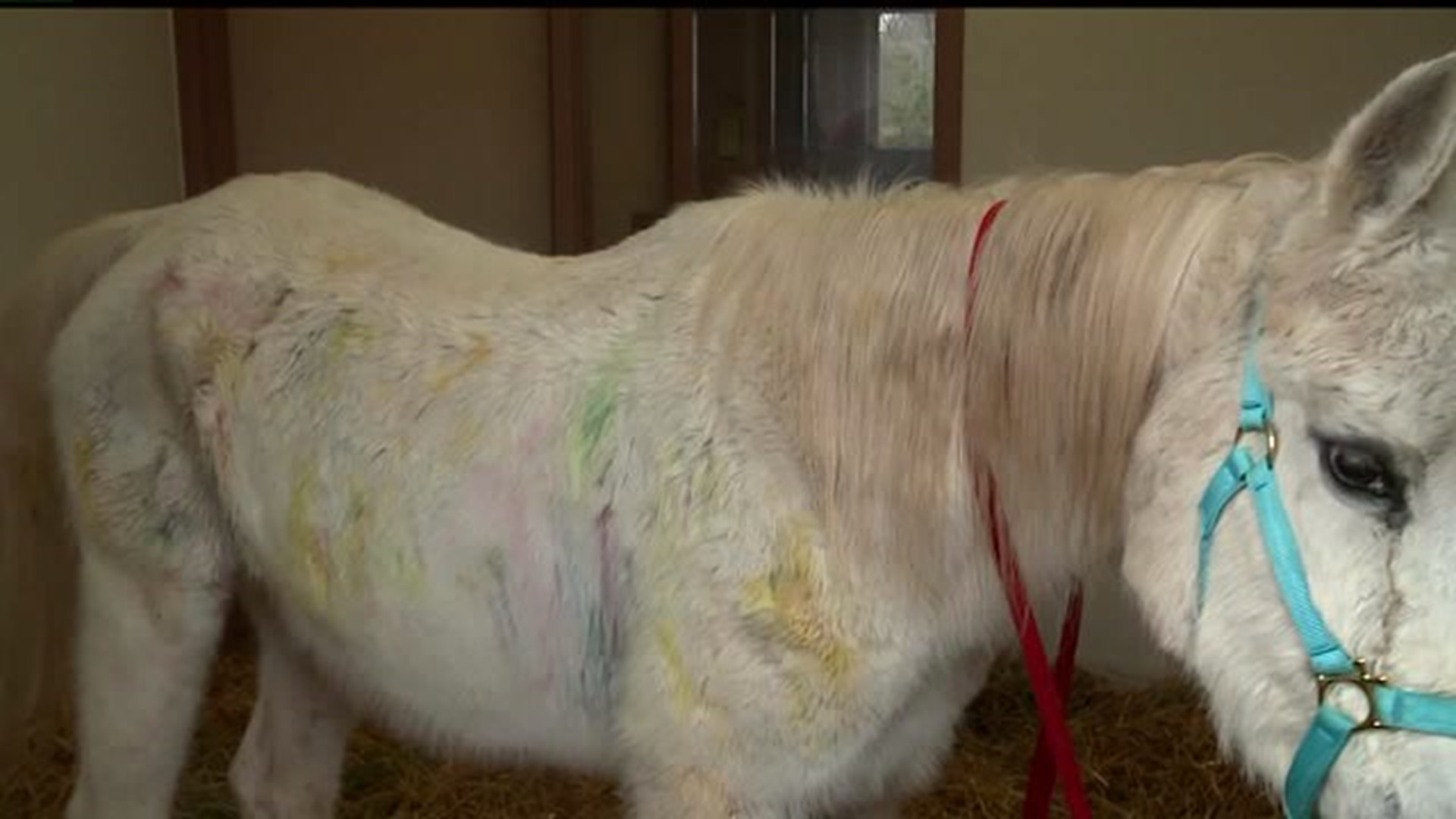 PETA joins Lancaster SPCA in Pony Abuse Case; Reward reaches $5,000