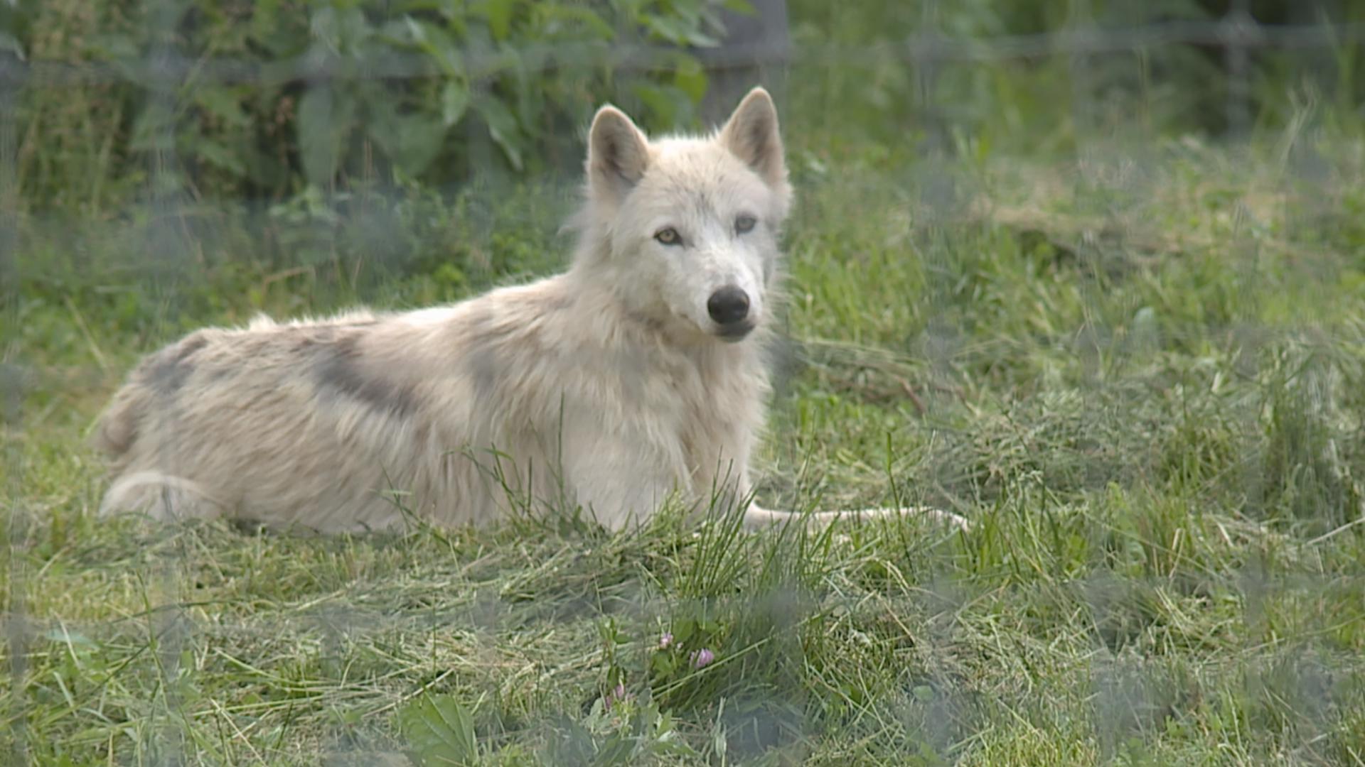 For over 40 years, the Darlington Family has offered refuge to gray wolves and wolf-dogs.