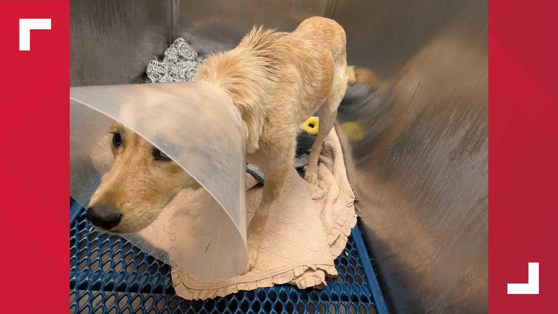 Police are trying to identify man who threw dog out of pickup truck in ...
