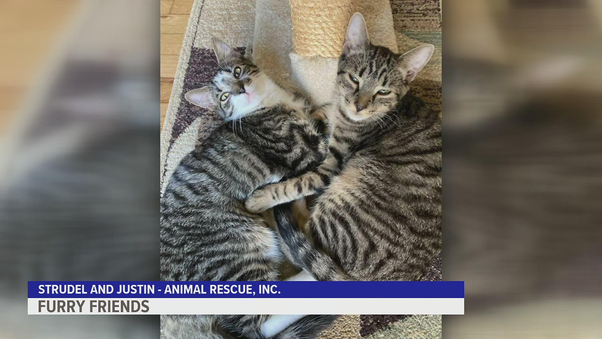 Strudel & Justin are a bonded pair of 5-month-old kittens looking for their forever home!