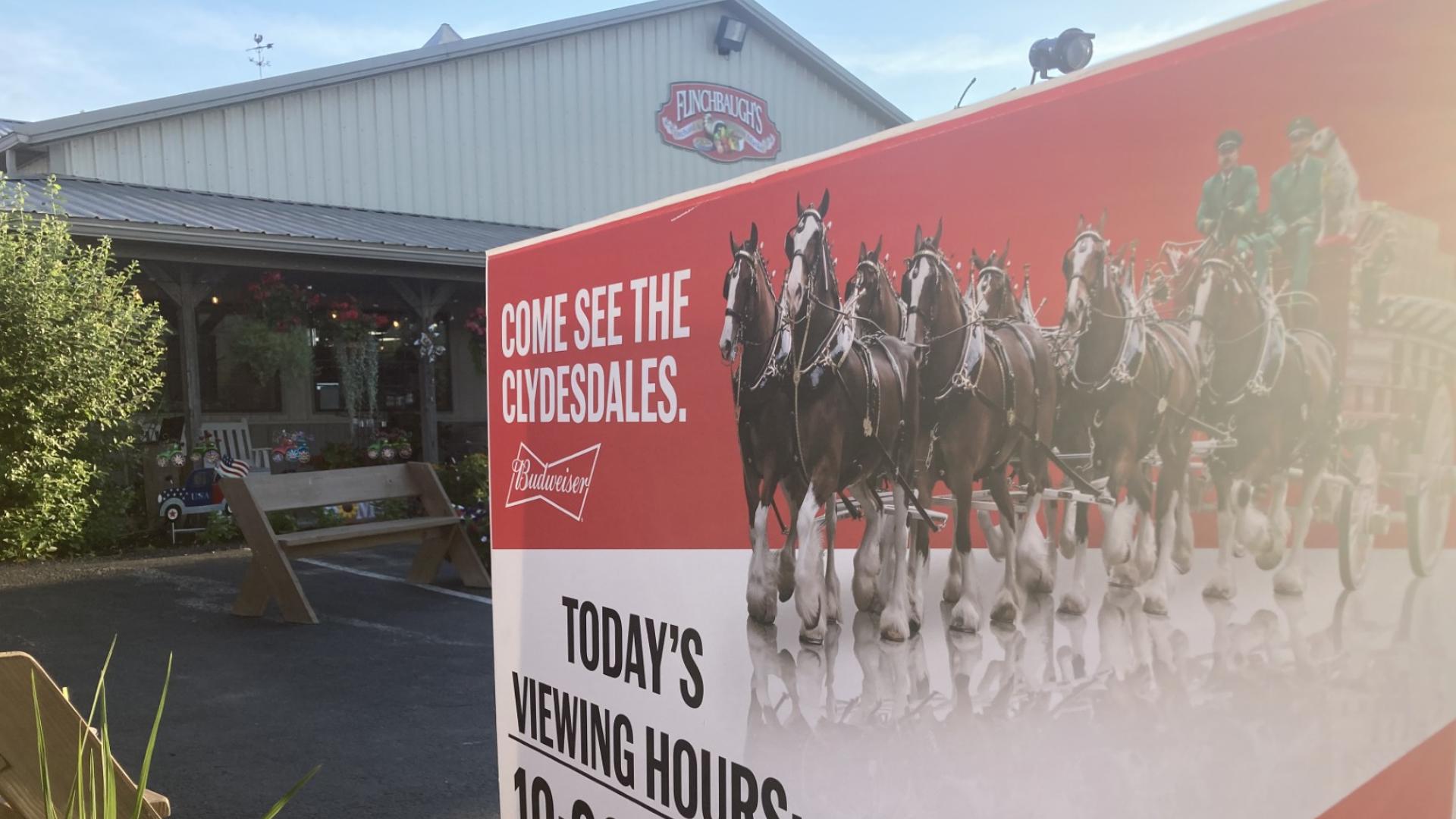 Ten Budweiser Clydesdale horses are in York this week attending a few parades and festivals.