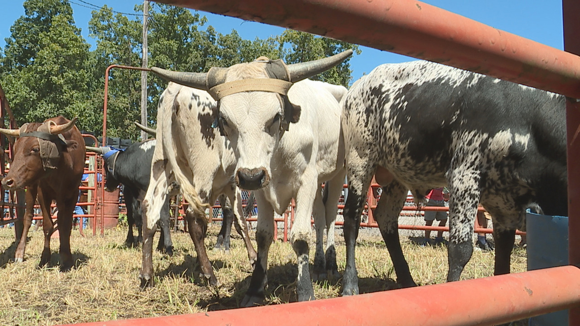 With Labor Day marking the unofficial end to summer, people in York County got in some last-minute fun with an annual rodeo.