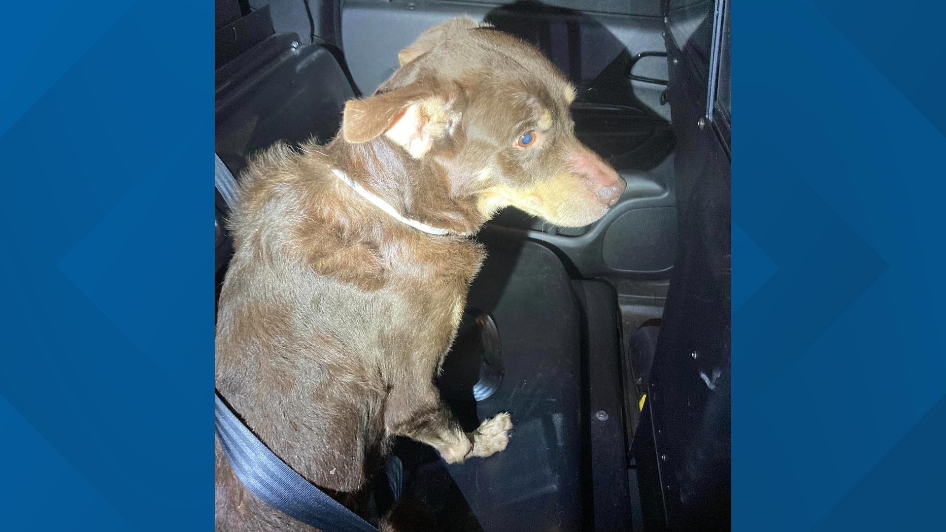 Wounded, emaciated dog found by police in Cumberland County | fox43.com