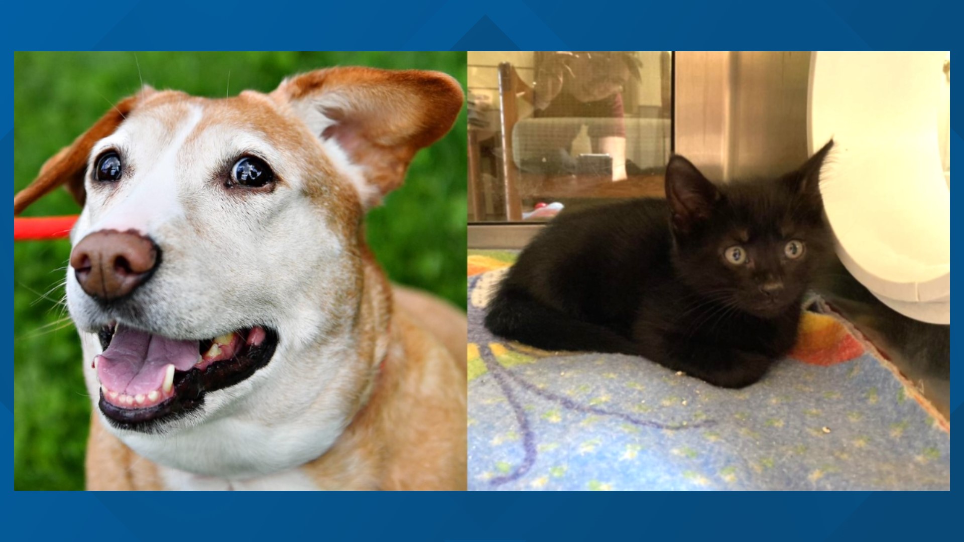 This week's furry friends are Scully and Blue Cheese from the York County SPCA.