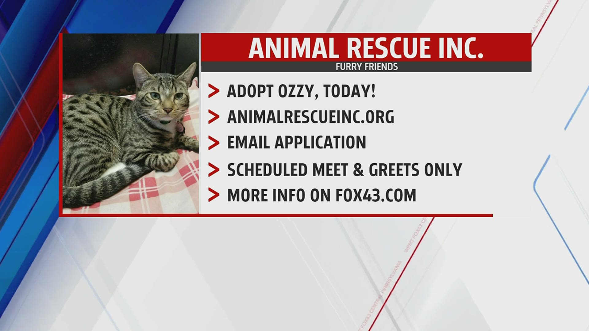 Today's Furry Friend is Ozzy, go online and schedule a meet and greet or email an application today