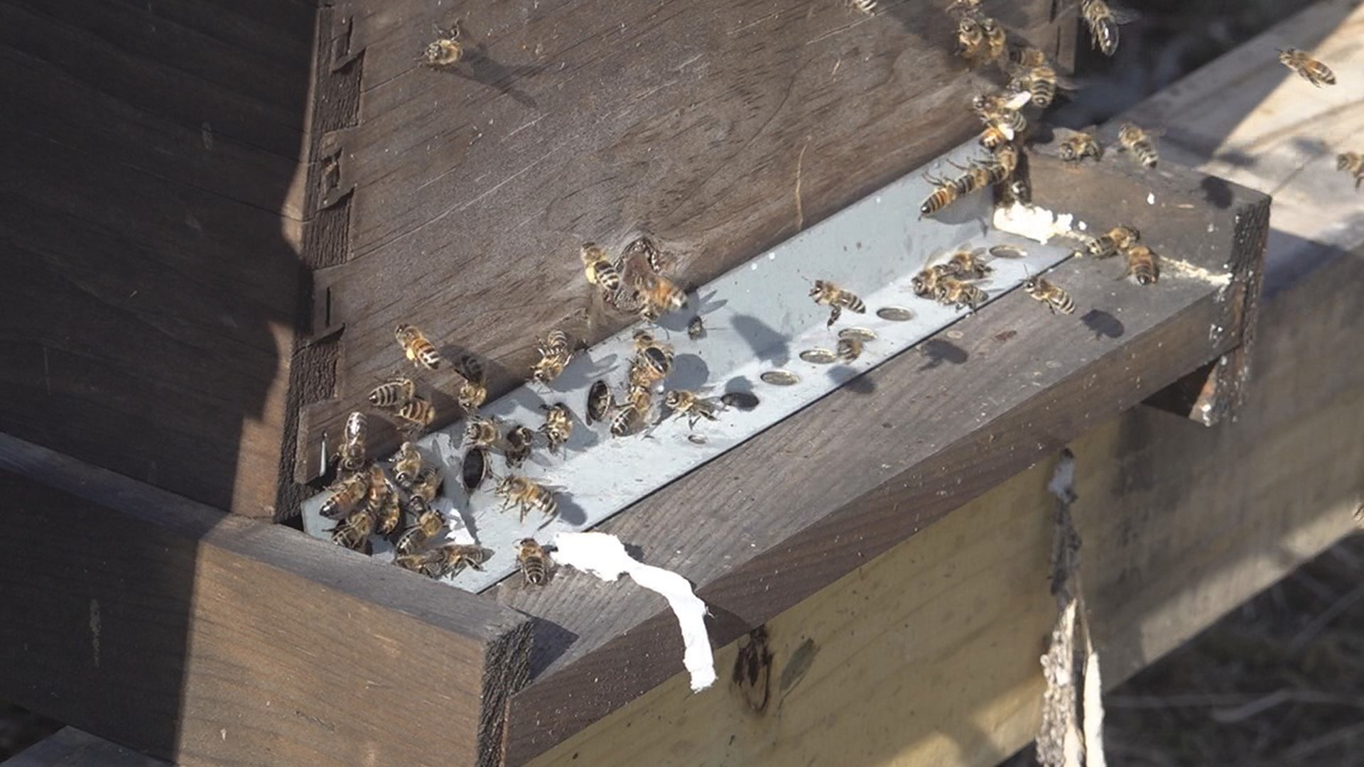 An unseasonably-warm February day tricked pollinators into thinking spring had sprung, but the winter cold isn't over. It could hurt the bee population and crops.