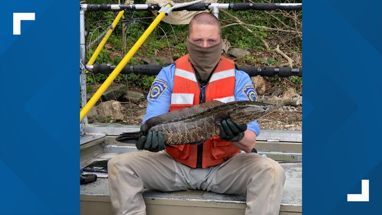 Dam fish lifts closed to prevent snakeheads from swimming up Susquehanna River