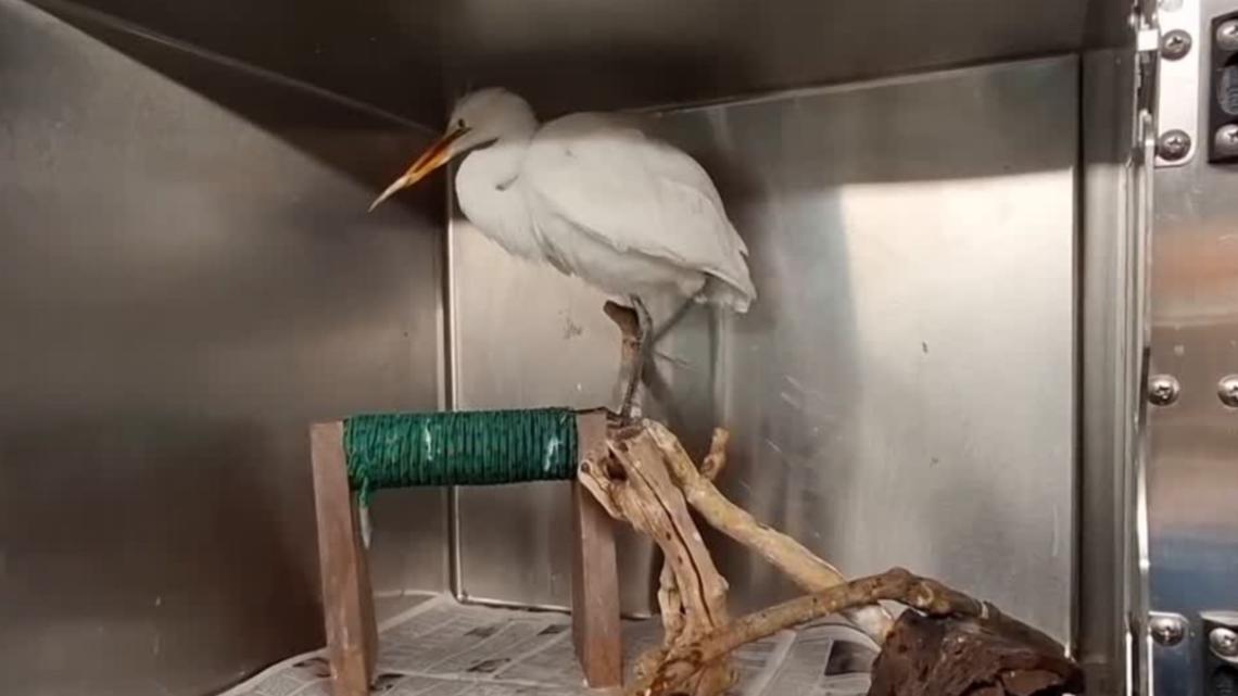 Injured Great Egret returns to the wild after rehab at Lancaster