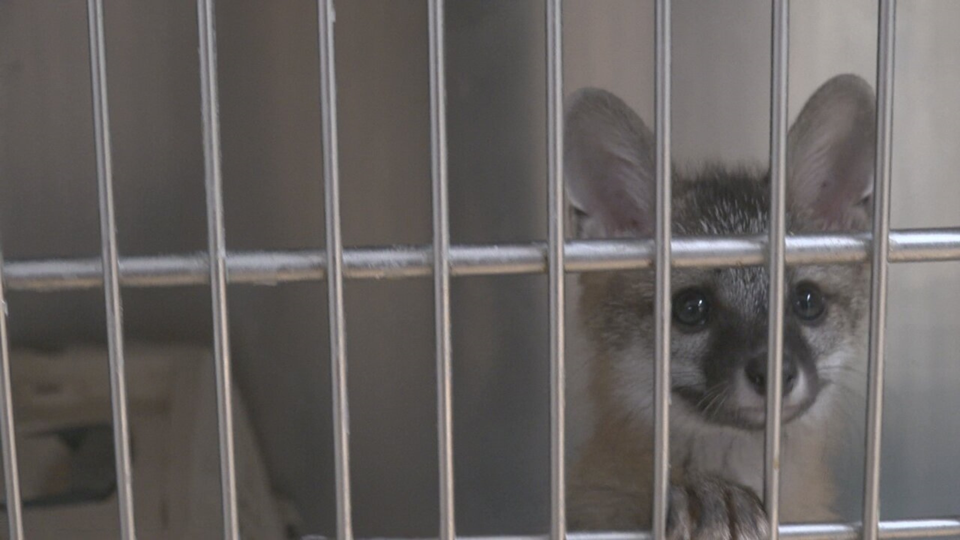 Raven Ridge Wildlife Center is facing a later-than-usual influx of wild baby animals that are putting a strain on the available resources.