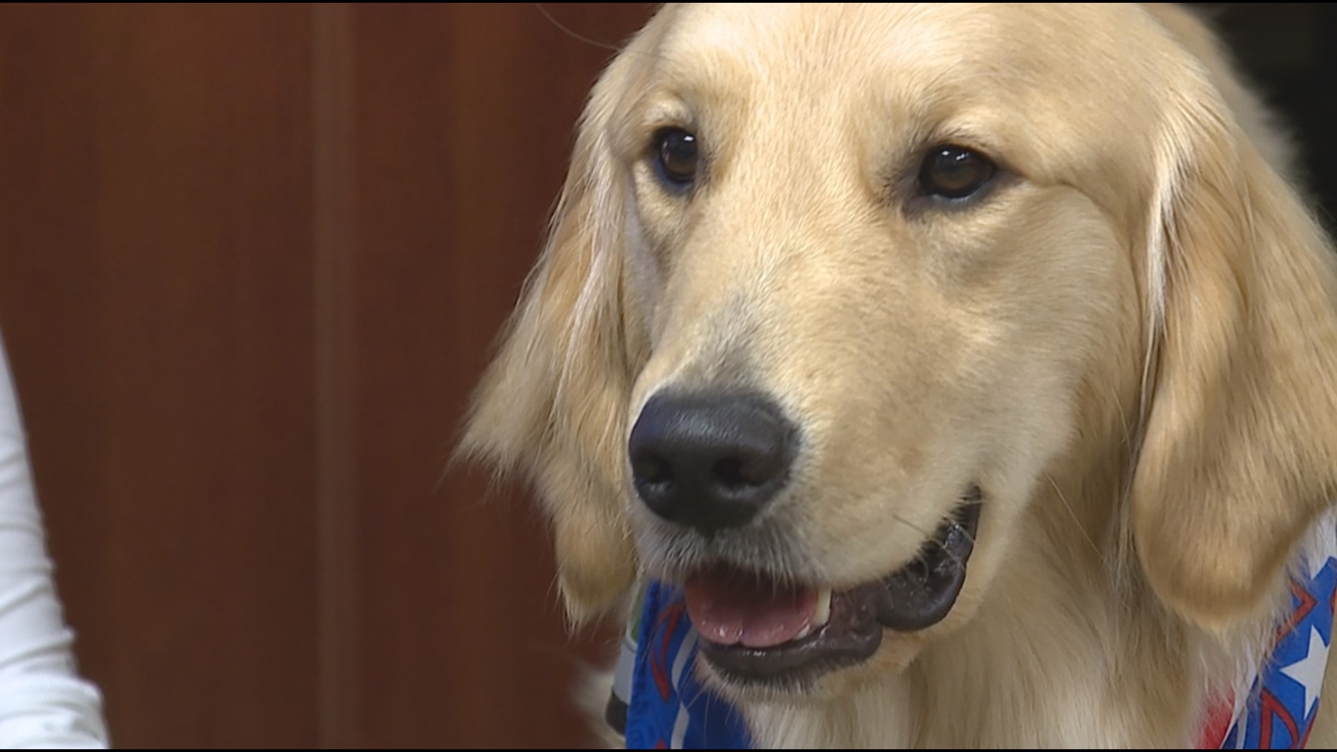 Captain is the hospital's third facility dog who will work with pediatric patients and lessen potential anxieties that come with going to the doctor.